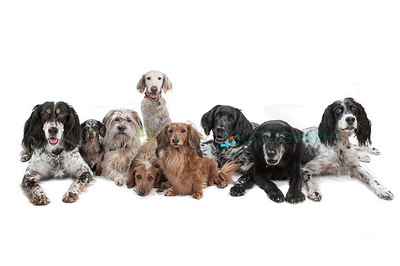 IMG_4447 group composite