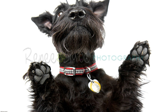 _MG_2462
