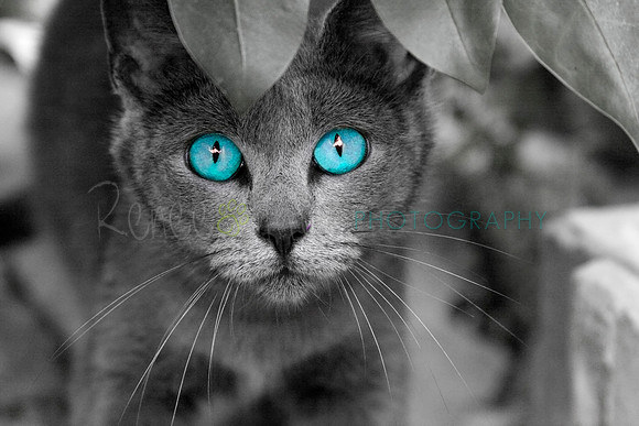_MG_3460 (1)Grayscale with blue eyes_MASTER