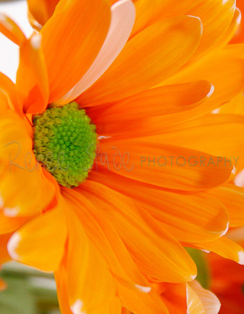 _MG_3514Orange flower