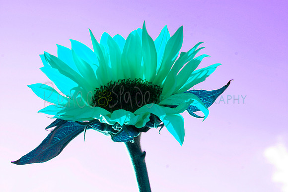 _MG_7102Turqflowe_Purplesky