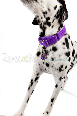 _MG_9850-purple