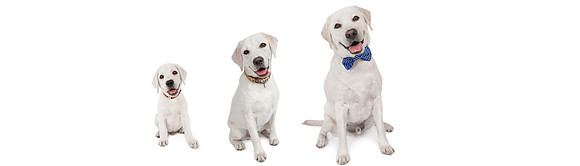 RSP Rates graphic-Puppy Pkg