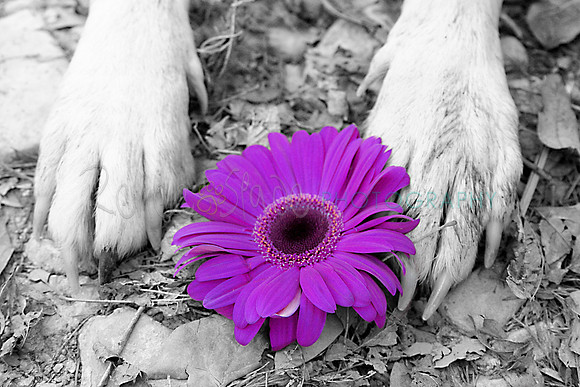 3_MG_4235FlowerPAWer(Purple)Master