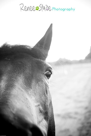 _MG_9093-bw