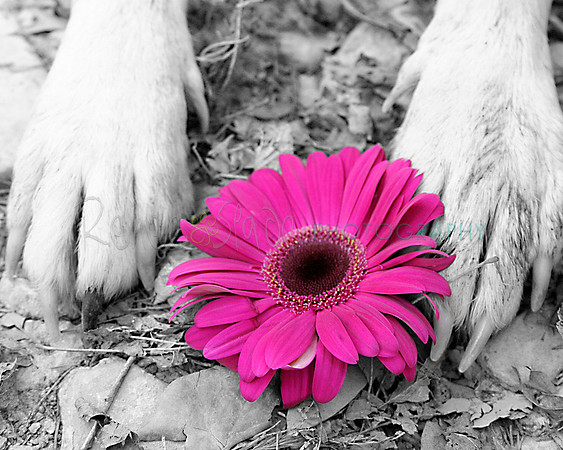 5_MG_4235FlowerPAWerMaster