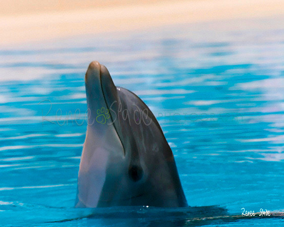 Flipper8x10