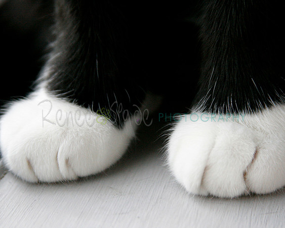 1_MG_0238Thebootsareamadeforwalking16X20