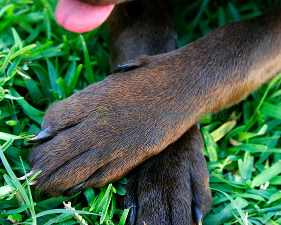 6_MG_4330Chocolatepaws8X10