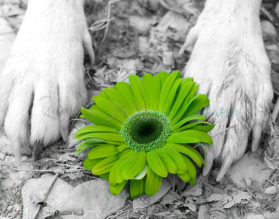 7_MG_4235grnflower_washshakewag_11X14